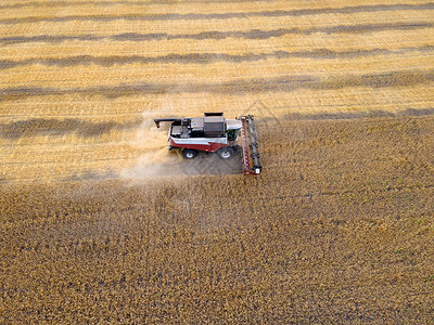 生育力谷物作物的收获 在田地 牧场和农田中收获小麦 燕麦和大麦 在田间结合割小麦 农业工业 联合收割机切割小麦田 机器收获小麦背景
