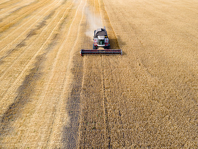 加载项在田间结合割小麦 农业工业 联合收割机在麦田上切割 机器收割小麦 收割粮食作物 在田地 牧场和农田收割小麦 燕麦和大麦核心生育力背景
