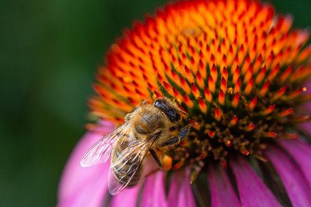 蜜蜂在红花上喝蜜水高清图片