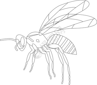 黄蜂毒液黄蜂孤立在白色背景上 野生昆虫 轮廓 矢量插画