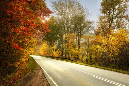 简欧场景秋天的颜色森林 森林或简称为森林 是丹麦奥胡斯市南部的 1 300 公顷森林叶子晴天生活天气季节树木墙纸金子国家场景背景