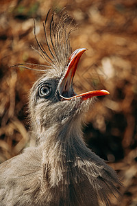 近距离拍摄的Seriema鸟叫声肖像红腿热带动物自然草原捕食者栖息地观鸟野生动物背景