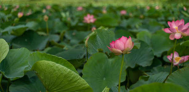 一朵粉红色的莲花在风中摇曳 以他们的绿叶为背景 自然环境中湖上的莲花场池塘植物荷花花园花朵草药叶子宏观植物群植物学背景图片