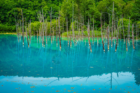 鲜绿的树蓝色池塘看起来像Hayayashi北海道Bieicho蓝天爬坡水面地球木头森林绿色草原植物旅游背景