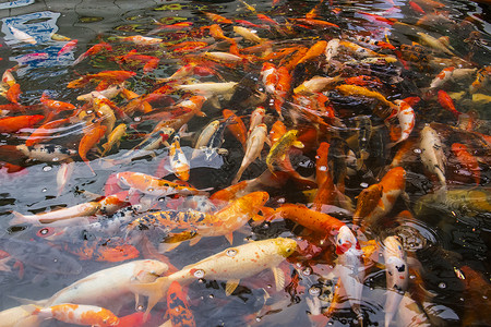 水中的红鱼红色金鱼池塘动物黄色游泳鲤鱼食物白色橙子背景图片