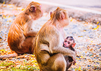 自然界的猴子家庭 母亲和婴儿野生动物摄影家族毛皮猕猴动物园丛林动物妈妈孩子哺乳动物背景图片