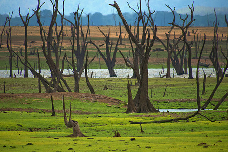 乌达瓦拉维斯里兰卡Udawalawe国家公园水陆景观背景