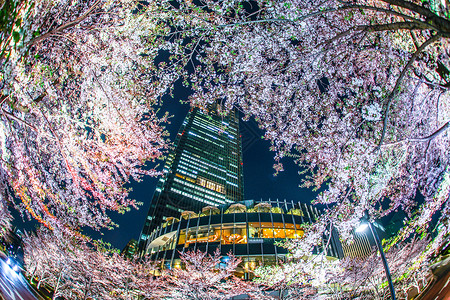 夜晚樱花樱花花和东京市中心樱花夜景景观男人港区城市植物建筑群花瓣机构背景