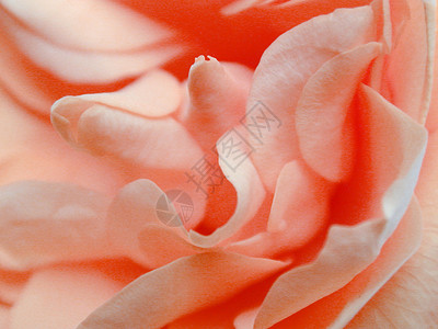 粉红玫瑰花瓣的花朵背景纹理背景图片