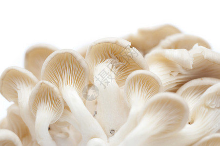 新鲜牡蛎蘑菇食物菌类美食营养蔬菜美味饮食白色背景图片