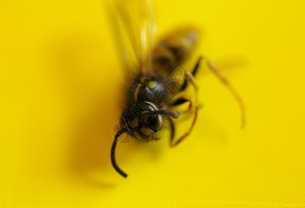 死黄蜂橙子翅膀昆虫黄色蜜蜂背景图片