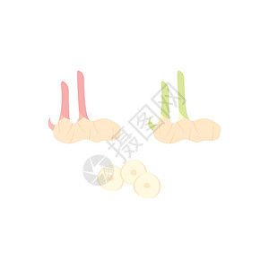 高良姜Galangal 无加兰格插图模板植物腹痛食物草本植物黄色香料热带蔬菜农业疾病插画