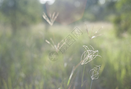 草地上精美的细细青嫩草草背景图片