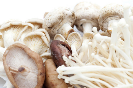 牡蛎和香蘑菇高清图片