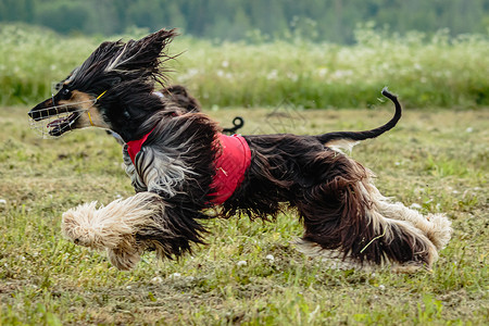 跑的狗阿富汗野狗跑得很快 追逐在赛狗比赛中横越绿地的诱饵活力乐趣运动速度猎犬赛车阳光课程竞赛好奇心背景