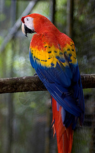 斯嘉丽马考天际金刚鹦鹉热带红色鹦鹉背景图片