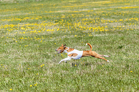 穿着白衬衫的巴森吉狗在野外奔跑 因为有种叫声比赛衬衫动物猎犬活力好奇心阳光乐趣竞赛哺乳动物场地背景
