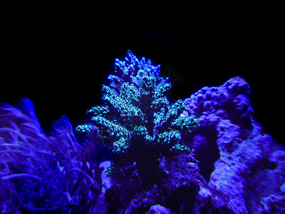 硬珊瑚鹿角植物背景图片