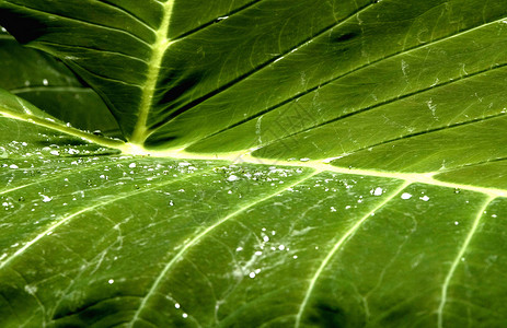 雨林树叶背景图片