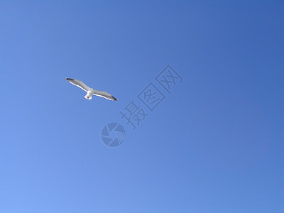 海鸥飞行蓝色天空背景图片