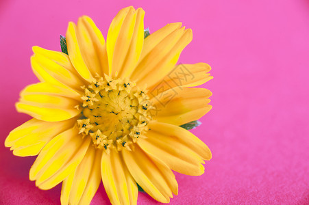 光亮的黄春菊花 在充满活力的粉红色上背景图片