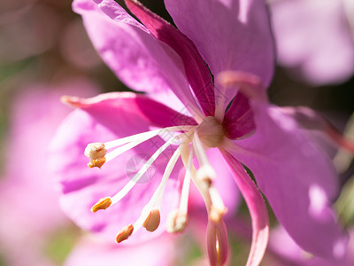 粉红野花荒野植物花瓣粉色狂野背景图片