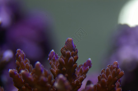 青珊瑚的彩色紫色和蓝色陈列背景图片