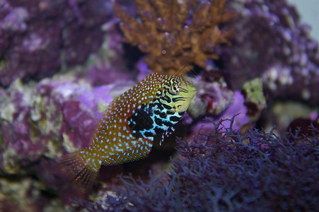 热带热带鱼类盐水皮肤珊瑚水族馆热带鱼背景图片
