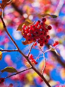 红莓果红色枝条蓝色天空叶子生长绿色浆果背景图片