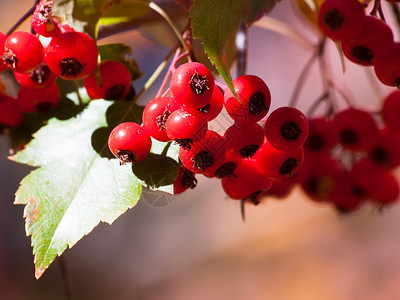 红莓果生长叶子浆果红色绿色枝条背景图片