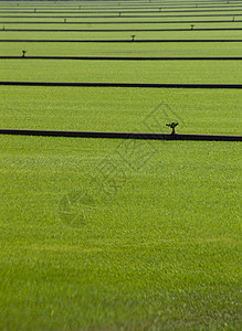 灌溉管道网状草皮洒水器作物结构植物背景图片