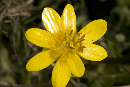 黄花果花瓣植物太阳毛茛背景图片