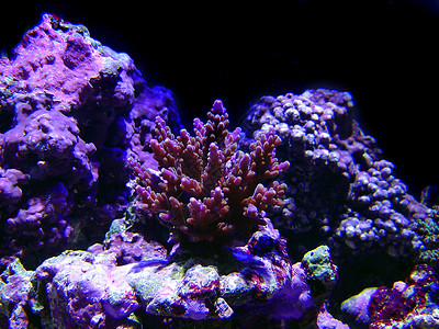 彩色珊瑚海洋生活热带背景图片