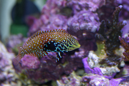 热带热带鱼类水族馆盐水热带鱼珊瑚皮肤背景图片