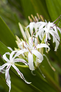 白百圆百合白色花瓣植物背景图片