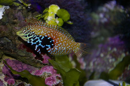 热带热带鱼类水族馆盐水热带鱼珊瑚皮肤背景图片