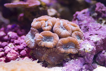 木质珊瑚背景图片