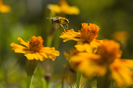 蜜蜂小蜜蜂食草动物从蝴蝶的橙色花朵中收集花蜜 复制空间 在缩小时昆虫季节花园荒野环境叶子植物宏观传粉者植物群背景图片