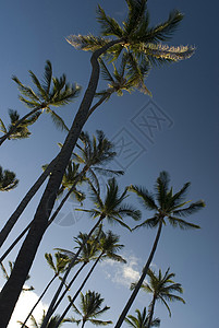 椰枣树向上看背景图片