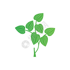 槟榔树Betel 树叶标识图标矢量药品草本植物食物植物蔬菜草本绿色叶子植物群插图插画