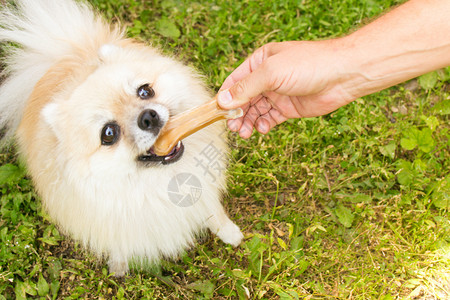 波美拉尼亚犬波美拉尼亚狗在绿色草原上嚼骨头 男人给宠物送食物背景