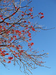 春花花分支机构天空树枝红色背景图片