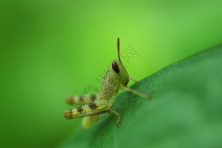 蝗虫宏植物蒽醌高清图片