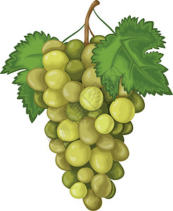 秋天的一串葡萄葡萄 成熟的绿葡萄 新鲜的葡萄 孤立在白色背景上的酿酒葡萄矢量图艺术食物农业浆果收成插图藤蔓植物叶子水果插画