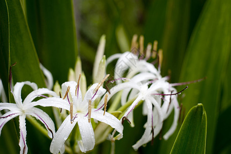 白莉莉荒野植物白色花瓣花朵焦点选择性背景图片