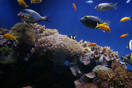 热带盐咸水水馆水族馆盐水鱼缸背景图片