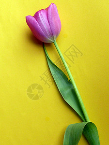 黄色的单新紫色春月郁金香背景图片