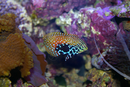 热带热带鱼类皮肤珊瑚热带鱼盐水水族馆背景图片