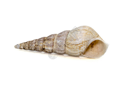 的图像是一种海蜗牛 一种海洋腹足类软体动物 属于白色背景下孤立的科 海底动物贝壳鲸鱼锥形犀牛贝类孢子塔壳收藏螺旋鼠科背景