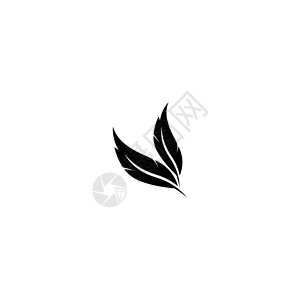 羽毛图标徽标设计插图标识黑色鹅毛笔翅膀背景图片